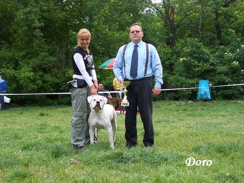 Legszebb Magyar Tenyszts Amerikai Bulldog